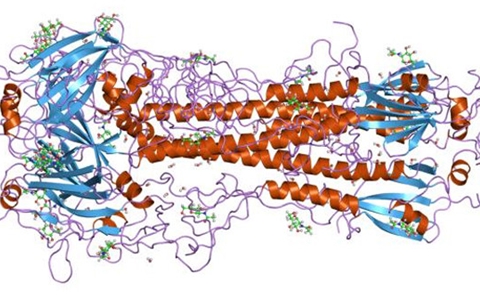研究發現血凝素是人類流感傳播的關鍵