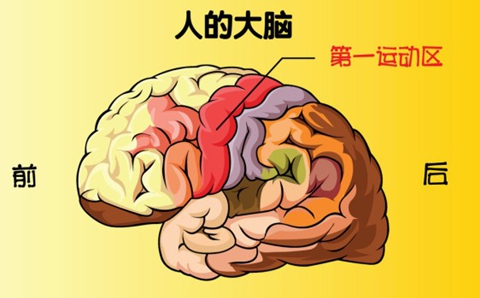 智利科學家發現大腦控制體重的原理