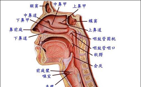 港大研究發現H5N1禽流感病毒可感染人類上呼吸道